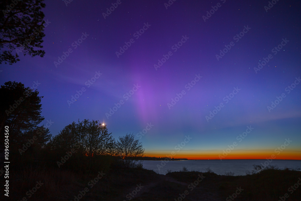 Fototapeta premium Display of purple and pink aurora borealis over the Baltic sea in Estonia. Trees silhouettes.