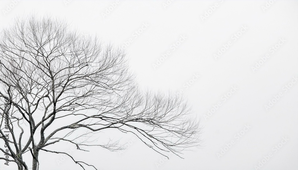연필로 그린 깔끔한 나무 스케치 연필로 그린 깔끔한 나무 스케치