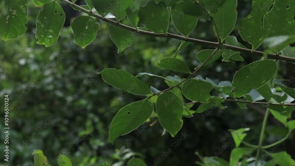 A background of lush green leaves with a natural and calming impression.