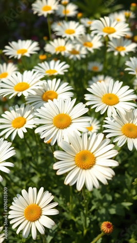 Beautiful crown daisy flowers in full bloom in a garden, floral arrangement, blooming, summer