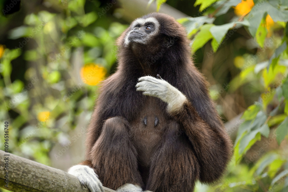 Naklejka premium lar gibbon white-handed gibbon, an endangered primate in the gibbon family