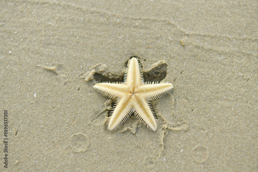 closeup topview starfish on the sand closeup topview starfish on the sand