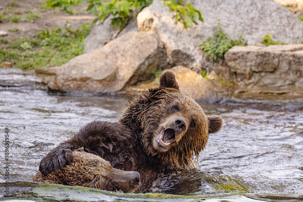 Obraz premium two Wild brown bear ,ursus arctos playing