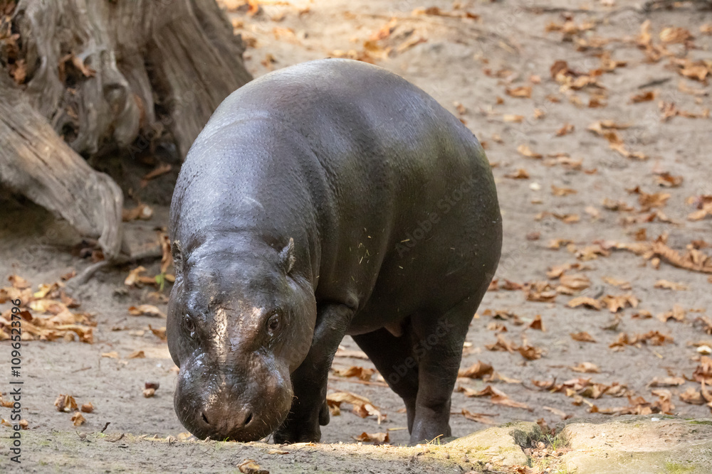 Pygmy hippopotamus Choeropsis liberiensis Pygmy hippopotamus Choeropsis liberiensis