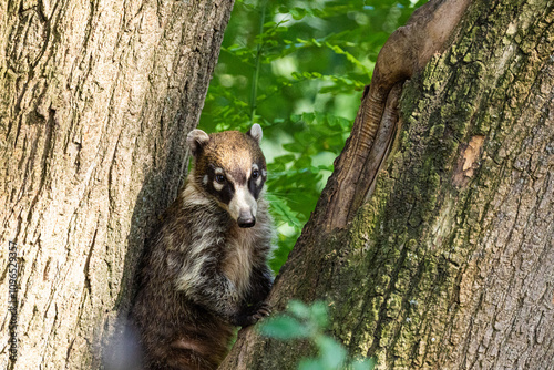 South American Coati, or Ring-tailed Coati Nasua nasua photo