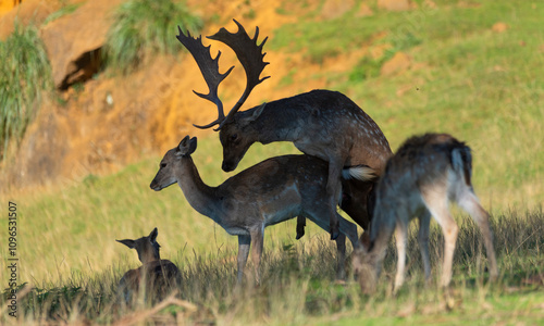 Photography Male fallow deer in heat looking for a female and procreating