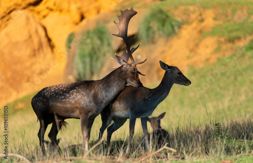 Male fallow deer in heat looking for a female and procreating
