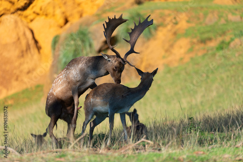 Male fallow deer in heat looking for a female and procreating