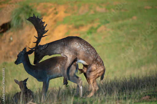 Male fallow deer in heat looking for a female and procreating