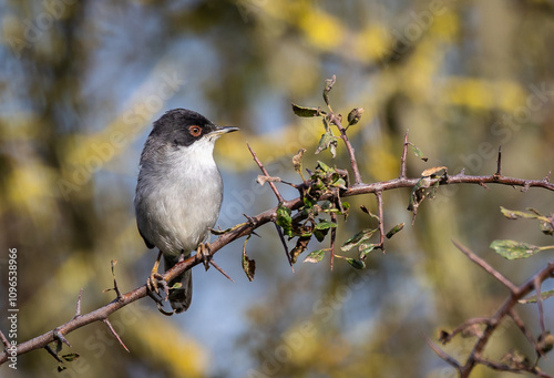 Sardinian Warbler...a spectacle on a sunny autumn morning with its behaviour!