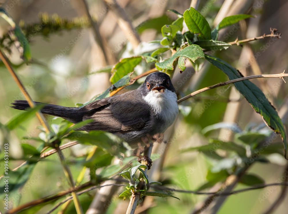 Fototapeta premium Sardinian Warbler...a spectacle on a sunny autumn morning with its behaviour!