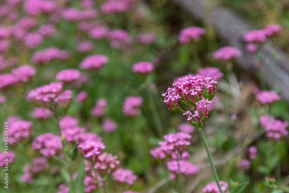 Beautiful pink flowers outside in Kings Park Beautiful pink flowers outside in Kings Park