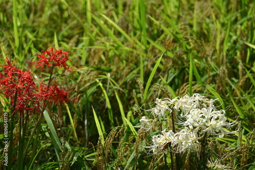 情熱の花 photo