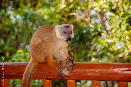 Red lemur Eulemur Coronatus, endemic animal photo