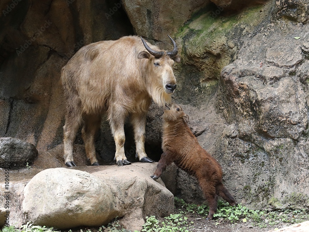 親に甘えるターキンの赤ちゃん