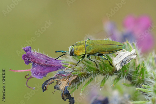 Closeup on a colorful jewel beetle from the Gard, Anthaxia hungarica sitting on a purple Echium flower photo