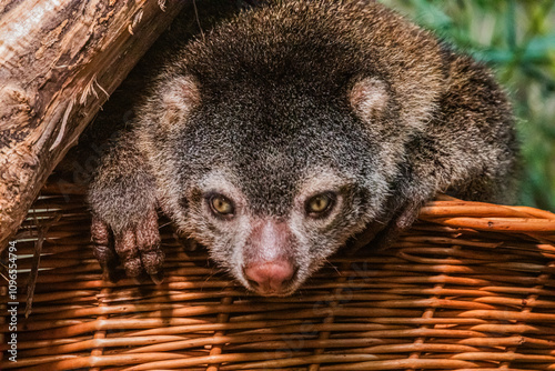 cute wild bear cuscus aulirops ursinus arboreal . small cute rare endemic animal photo