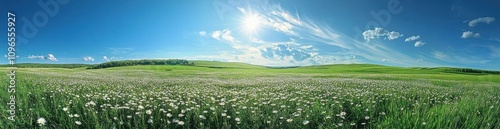 Beautiful spring meadow filled with white daisies and vibrant green grass