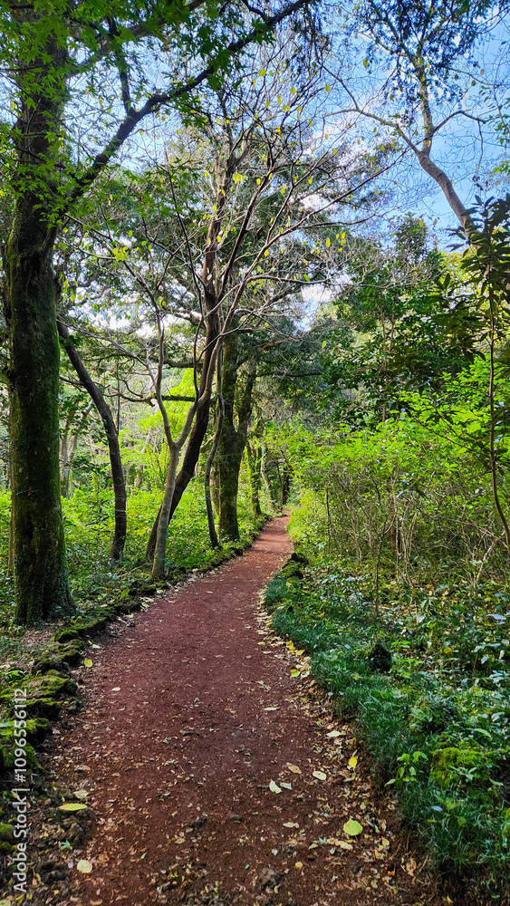 ‘Bijarim Forest’ in Jeju Island, the most beautiful forest trail in Korea ‘Bijarim Forest’ in Jeju Island, the most beautiful forest trail in Korea