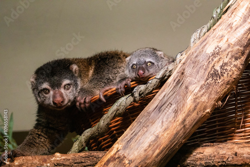 cute wild bear cuscus aulirops ursinus arboreal photo