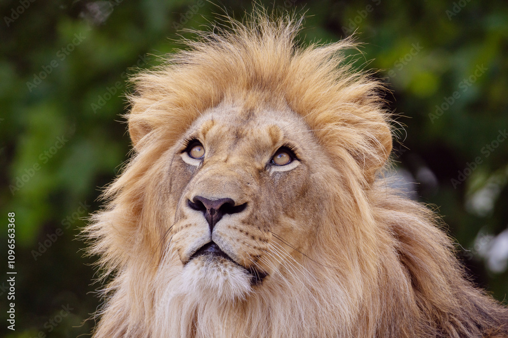 Obraz premium close-up image of a lion's head. expression is calm and majestic, showing off the fine details of its fur and features.