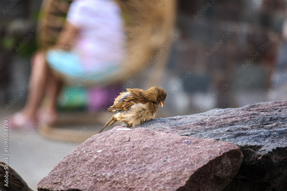 sparrow with ruffled feathers sits uk stone
sparrow with ruffled feathers sits uk stone