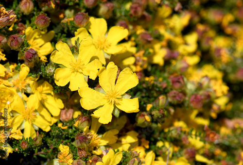 Yellow flowers of Australian native Hairy Guinea Flower Hibbertia vestita, family Dilleniaceae. Endemic to Rockhampton in Queensland to central-eastern New South Wales.  photo