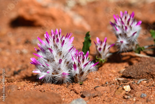 Purple flowers of Australian native Rose tip Mulla Mulla, Ptilotus manglesii, family Amaranthaceae. Endemic to woodland of southwest Western Australia