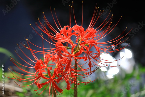 情熱の花 photo