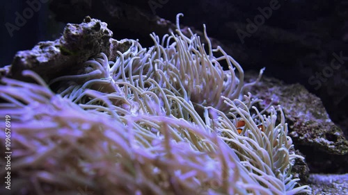 An Saltwater Fish Tank with Coral and Fish