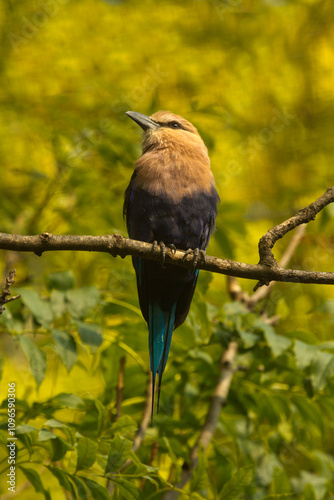 The Lilac-breasted roller (Coracias caudatus).