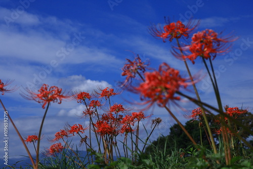 情熱の花 photo