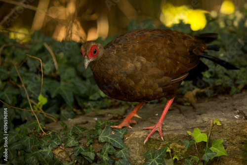 The Edwards's pheasant (Lophura edwardsi), female.