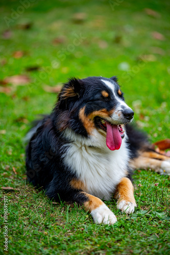 Australian aussie resting in the grass after playing with the tongue 