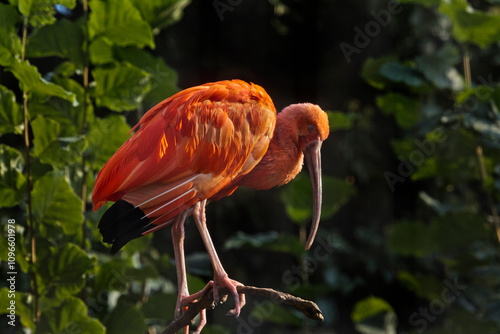 The Scarlet ibis (Eudocimus ruber) in zoo.