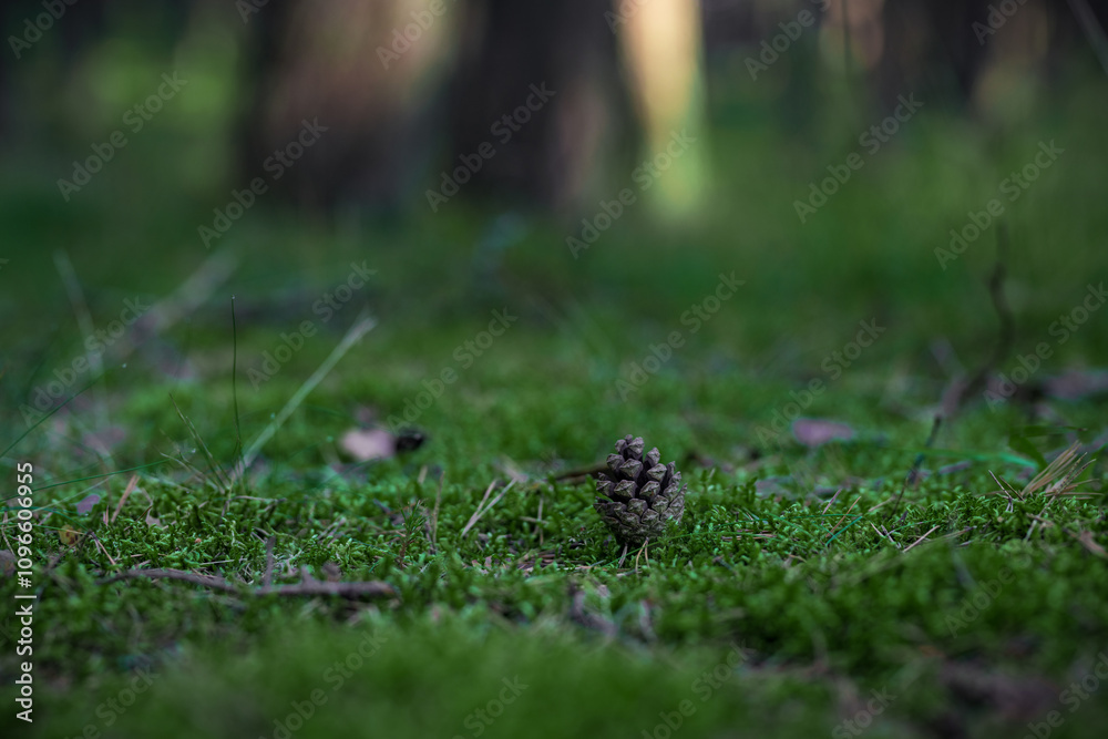 Obraz premium Cone on the Pine Forest Moss. Blurry Background.