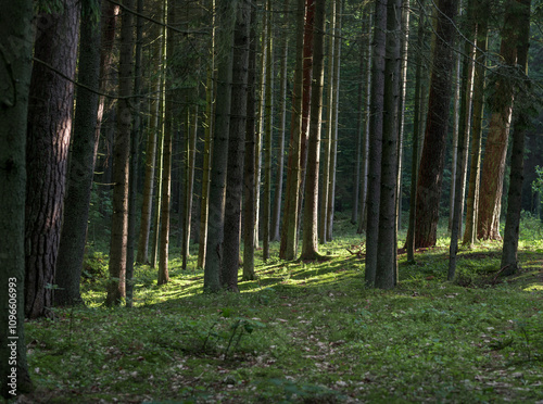 Pine Forest in Lithuania with Morning Sunrise Light on the Trunks. photo