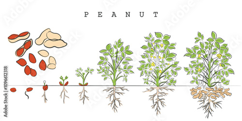 hand drawn line art vector of a peanut plant growth phases.