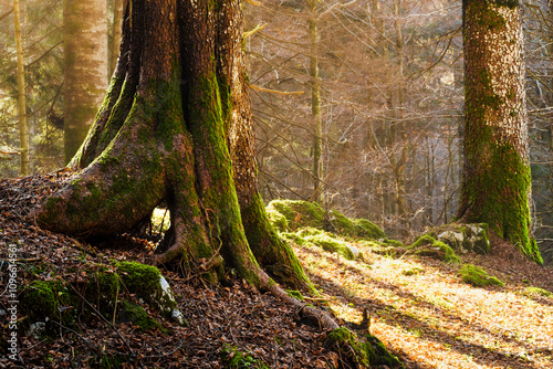 foto di un albero in una foresta con raggi solari nello sfondo