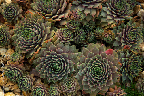 The common houseleek (Sempervivum tectorum), ‘Donnerlüttchen’.