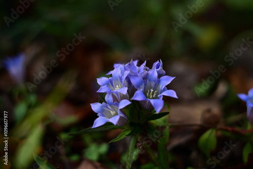 Fototapeta Naklejka Na Ścianę i Meble -  秋の花　リンドウの紫色の花