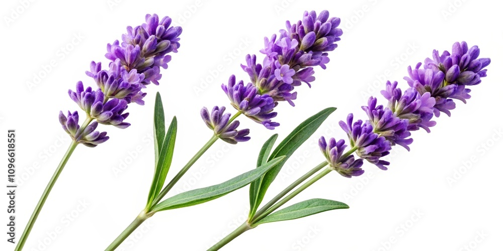 Naklejka premium Exquisite Arrangement of Three Lavender Flowers with Green Stems on a Transparent Background, Perfect for Illustrations and Floral Designs
