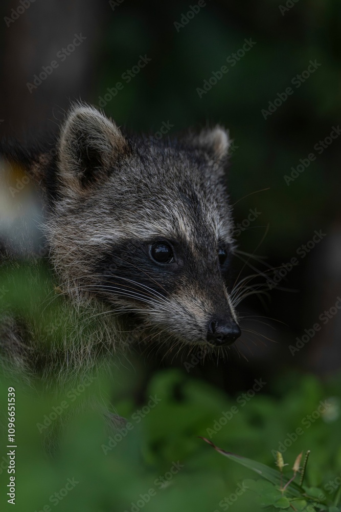 Close-up of a raccoon in lush greenery. Close-up of a raccoon in lush greenery.