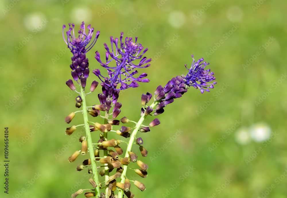 photos of wild flowers, wild hyacinths photos of wild flowers, wild hyacinths