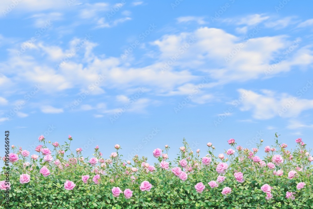 Stunning Pink Rose Garden Under a Cloud-Filled Sky Stunning Pink Rose Garden Under a Cloud-Filled Sky