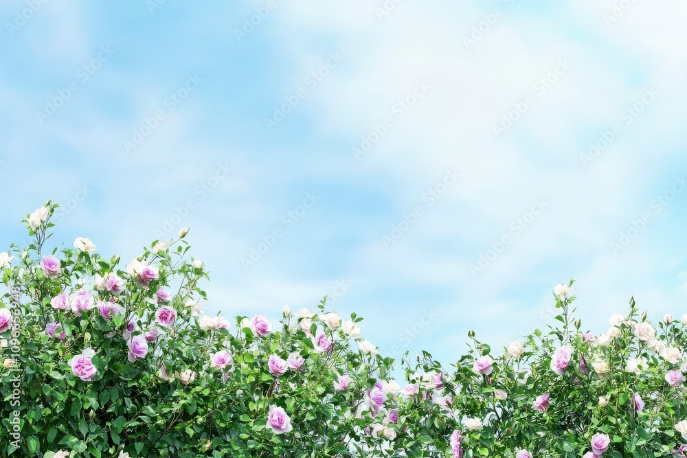A Stunning Display of Pastel Roses Against a Clear Sky, Perfect for Springtime Gardens A Stunning Display of Pastel Roses Against a Clear Sky, Perfect for Springtime Gardens