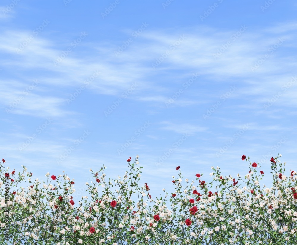 Stunning Red and White Rose Garden against a Beautiful Sky Stunning Red and White Rose Garden against a Beautiful Sky