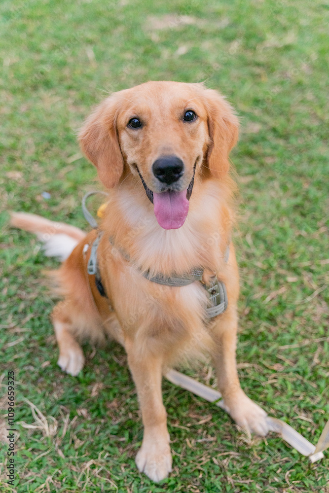 a joyful Golden Retriever strolling through a lush green field, its golden fur shimmering under the sunlight. With a cheerful expression and wagging tail, the dog radiates happiness and energy a joyful Golden Retriever strolling through a lush green field, its golden fur shimmering under the sunlight. With a cheerful expression and wagging tail, the dog radiates happiness and energy