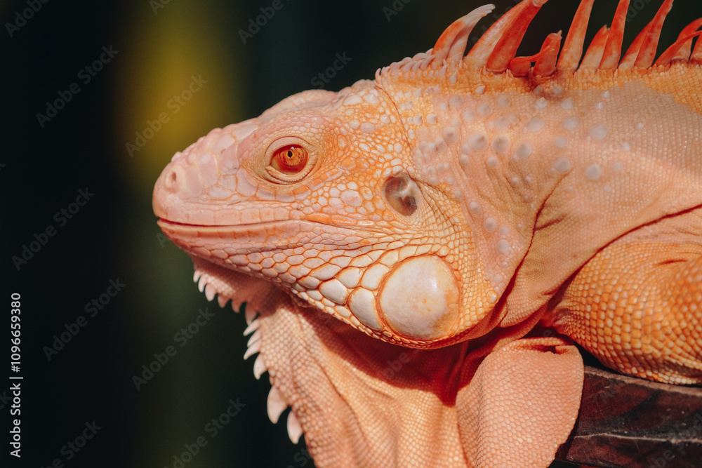 Fototapeta premium Red iguana is laying down on a wooden surface under sunlight, enjoying sunbath.