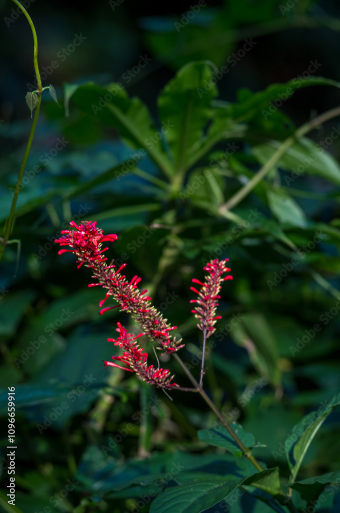 Red Pomegranate Blossoms Against Green Leaves in the Honolulu Jungle, Honolulu, Hawaii. Red Pomegranate Blossoms Against Green Leaves in the Honolulu Jungle, Honolulu, Hawaii.